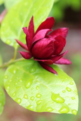 Cylycanthus x raultonii 'Hartlage Wine' - sazaník Raulstonův - květ 1